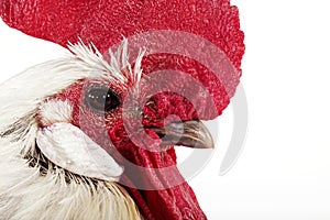 Brakel or Braekel Domestic Chicken, a Belgian Breed, Cock against White Background