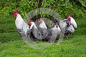 Brakel or Braekel Domestic Chicken, a Belgian Breed, Cock and Hens