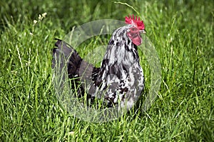 Brakel or Braekel Domestic Chicken, a Breed from Belgium, Cockerel