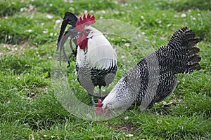 Brakel or Braekel Domestic Chicken, Cockerel with Hen, A Belgian Breed
