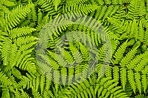 Braken Ferns Growing In The Understory Of A Red Pine Forest In The Adirondack Mountains Of New York State