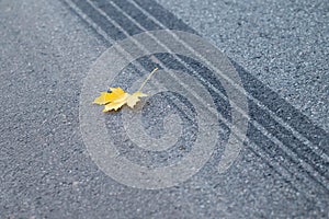 Braking car trace with yellow maple leaf on the road