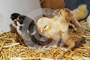 Bram`s two-day-old chickens in a box of straw, selectiv focus.