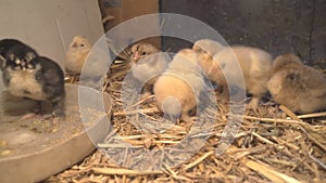 Bram`s two-day-old chickens in a box of straw, selectiv focus