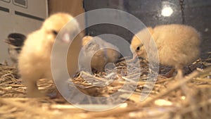 Bram`s two-day-old chickens in a box of straw, selectiv focus