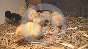 Bram`s two-day-old chickens in a box of straw, selectiv focus