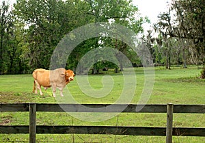 Brama bull in paddock photo