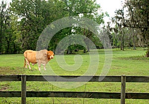 Brama bull in paddock