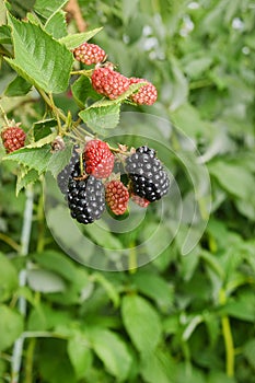 Bramble berry bush with black ripe berries closeup. The concept