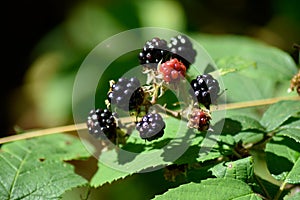 Bramble and Blackberries