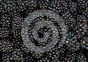 Bramble Blackberry background - Macro