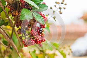 Bramble or brambleberry