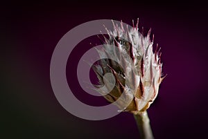 Bramble bud