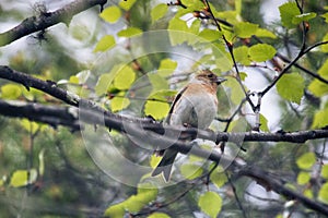 bramble finch (Fringilla montifringilla) female