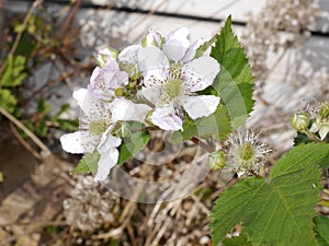 Bramble flowers in a Lancashire Garden