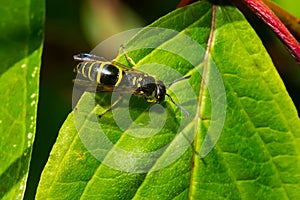 Bramble Mason Wasp - Ancistrocerus adiabatus