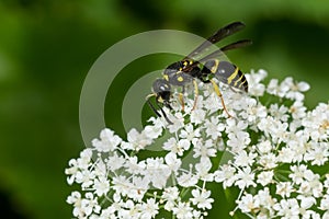 Bramble Mason Wasp - Ancistrocerus adiabatus