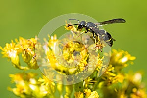 Bramble Mason Wasp - Ancistrocerus adiabatus