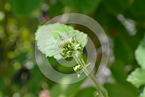 Bramble Rubus