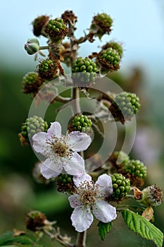 Bramble (Rubus fruticosus) photo
