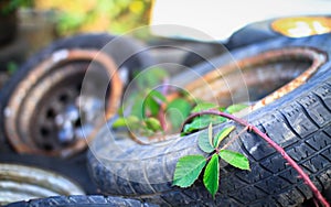 Bramble Rubus fruticosus grows over old car tires