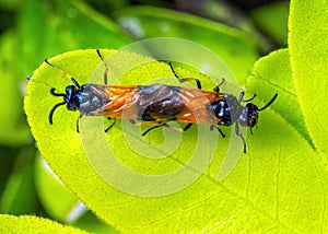 Bramble Sawflies mating - Arge cyanocrocea