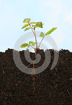 Bramble in soil