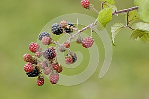 Bramble or Wild Blackberry