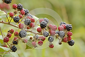 Bramble or Wild Blackberry