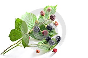 Brambleberry foliage