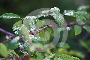 Brambleberry thorny stems