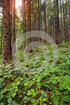Brambles in the forest at dawn