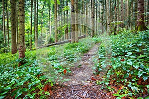 Brambles in the forest during rainy day