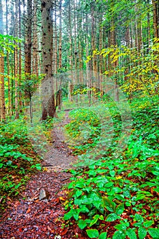 Brambles in the forest during rainy day