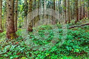 Brambles in the forest during rainy day