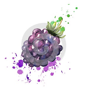 Brambles with leaves splashes with watercolors on a white background. Healthy drink. Bright juicy color. Sweet berry photo