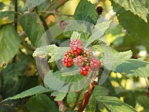 Brambles and red blackberries in sunshine photo