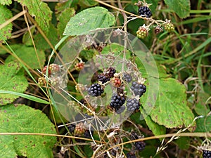 Brambles or Wild Blackberries