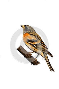 Brambling