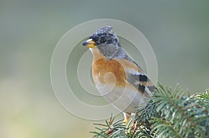 Brambling