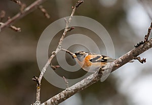 Brambling