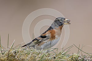 Brambling