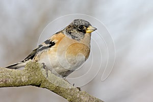 Brambling