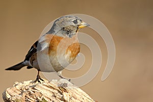 Brambling