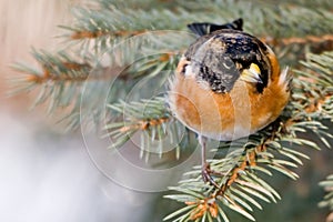 Brambling