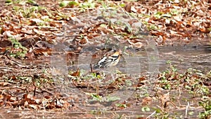 Brambling bathing