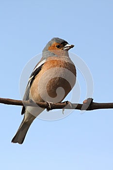Brambling bird