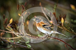 Brambling bird on the banch in nature