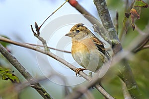 Brambling bird, Fringilla montifringilla, in winter plumage feed