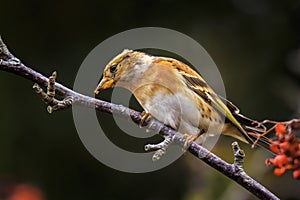 Brambling bird, Fringilla montifringilla, in winter plumage feed